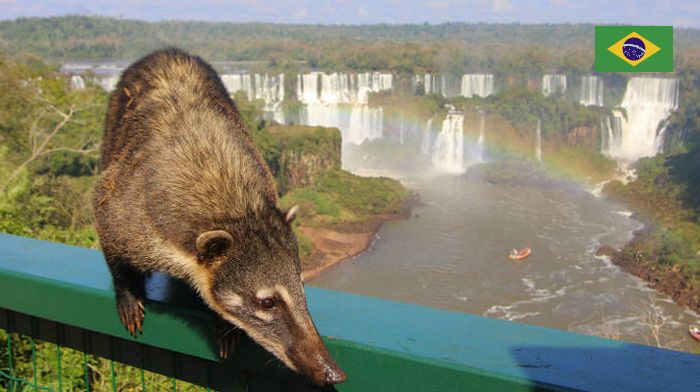 Cataratas Brasil