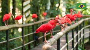 Cataratas + Parque de Aves 