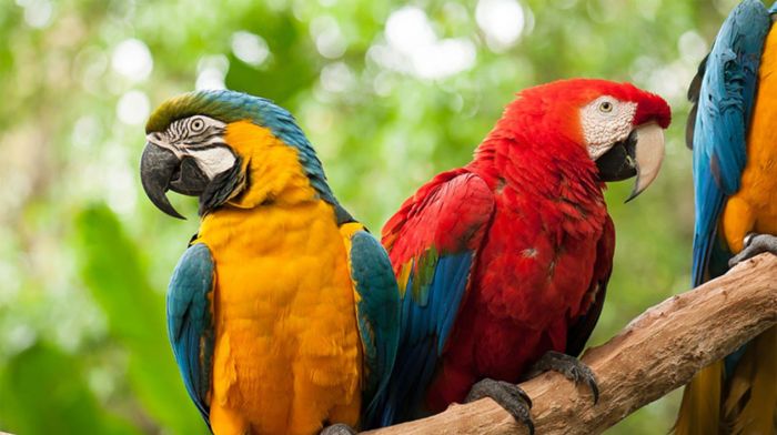 Cataratas + Parque de Aves 